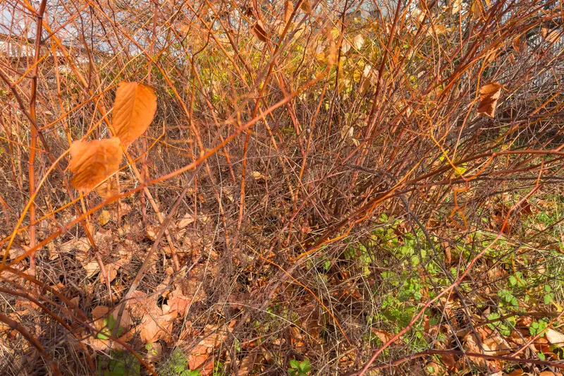 Foto mit abgestorbenem Japanischem Knöterich