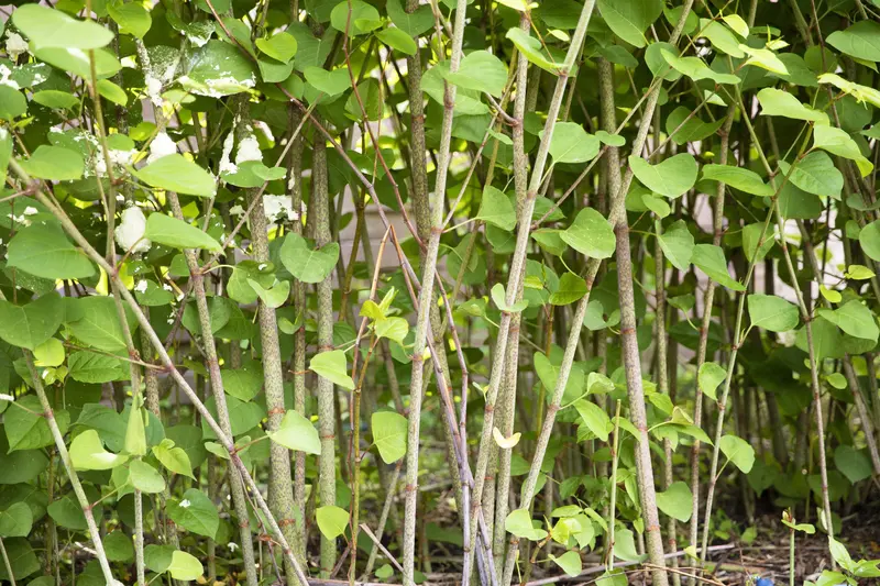 Foto mit wucherndem Staudenknöterich